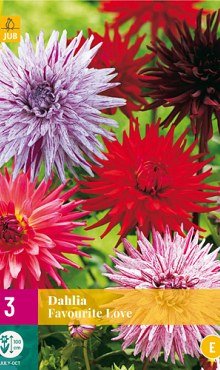 X 3 DAHLIA FAVOURITE LOVE I