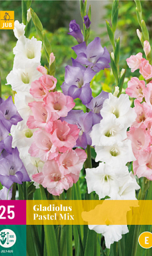 X 25 GLADIOLUS PASTEL MIX 12/14