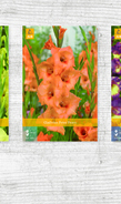 X  400 GLADIOLUS - A 12/14