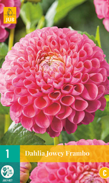 X 1 DAHLIA JOWEY FRAMBO I