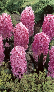 HYACINTHUS PINK ROSY