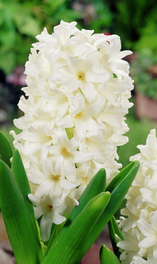 HYACINTHUS WHITE ROSY