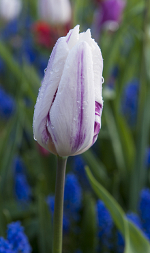 TULIPA HAMSTER