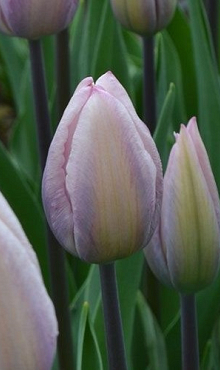 TULIPA SILVER CLOUD