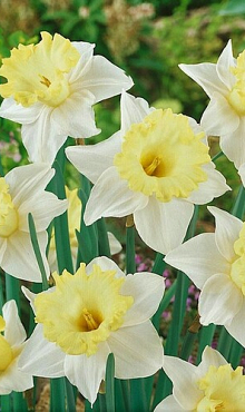 NARCISSUS ELLEN