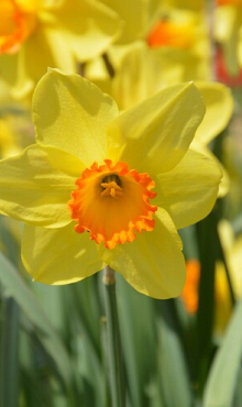 NARCISSUS SEALING WAX