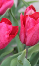 TULIPA SCHALLABURG