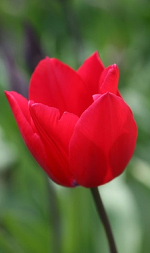 TULIPA RED ROVER