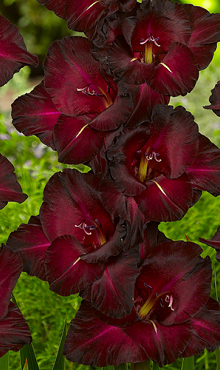 GLADIOLUS BLACK SURPRISE