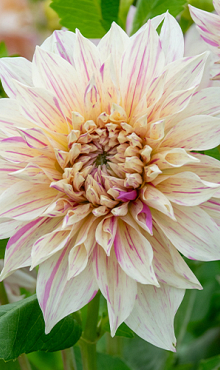 X 10 DAHLIA CAFE AU LAIT TWIST I