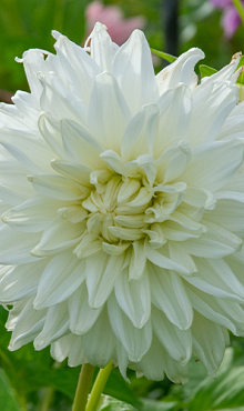 X 10 DAHLIA BULL'S PRIDE I