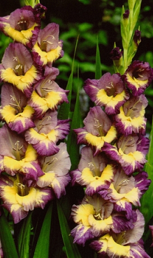 X 100 GLADIOLUS DYNAMITE 12/14