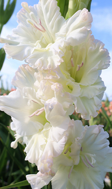 X 100 GLADIOLUS IVORY PERFECTION 8/10