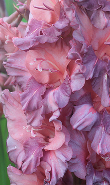 X 100 GLADIOLUS RUSTY CHESTNUT 12/14