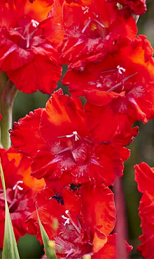 X 100 GLADIOLUS TANGO PASSION 12/14