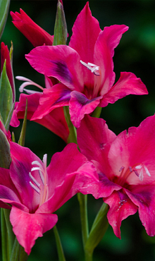 X 100 GLADIOLUS VULCANO 8/9