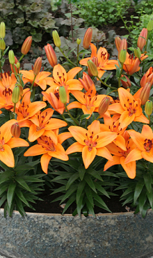 X 50 LILIUM ABBEVILLE'S PRIDE 14/16