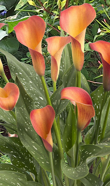 X 25 ZANTEDESCHIA MORNING SUN 14/16