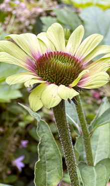 X 25 ECHINACEA GREEN TWISTER I