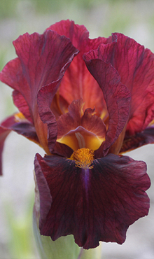 X 25 IRIS GERMANICA RED ZINGER I