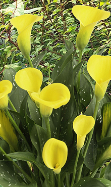 X 25 ZANTEDESCHIA GOLD LABEL 14/16