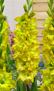 GLADIOLUS BLITZ