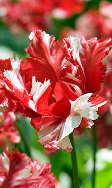 TULIPA ESTELLA RIJNVELD