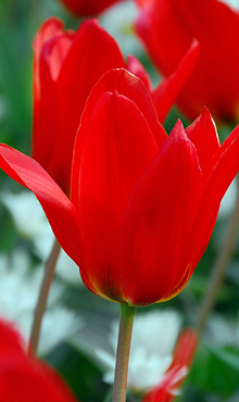 TULIPA PRINCEPS