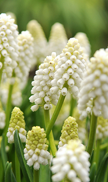 MUSCARI AUCHERI WHITE MAGIC